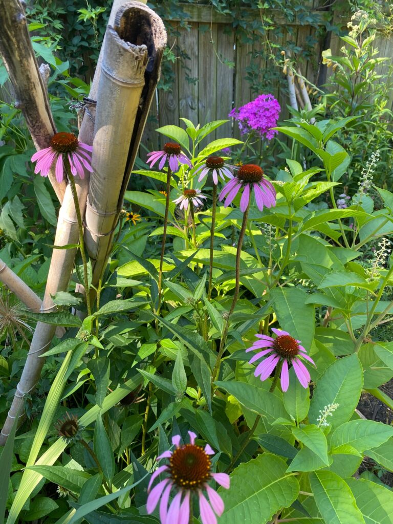 Echinacea with trellis