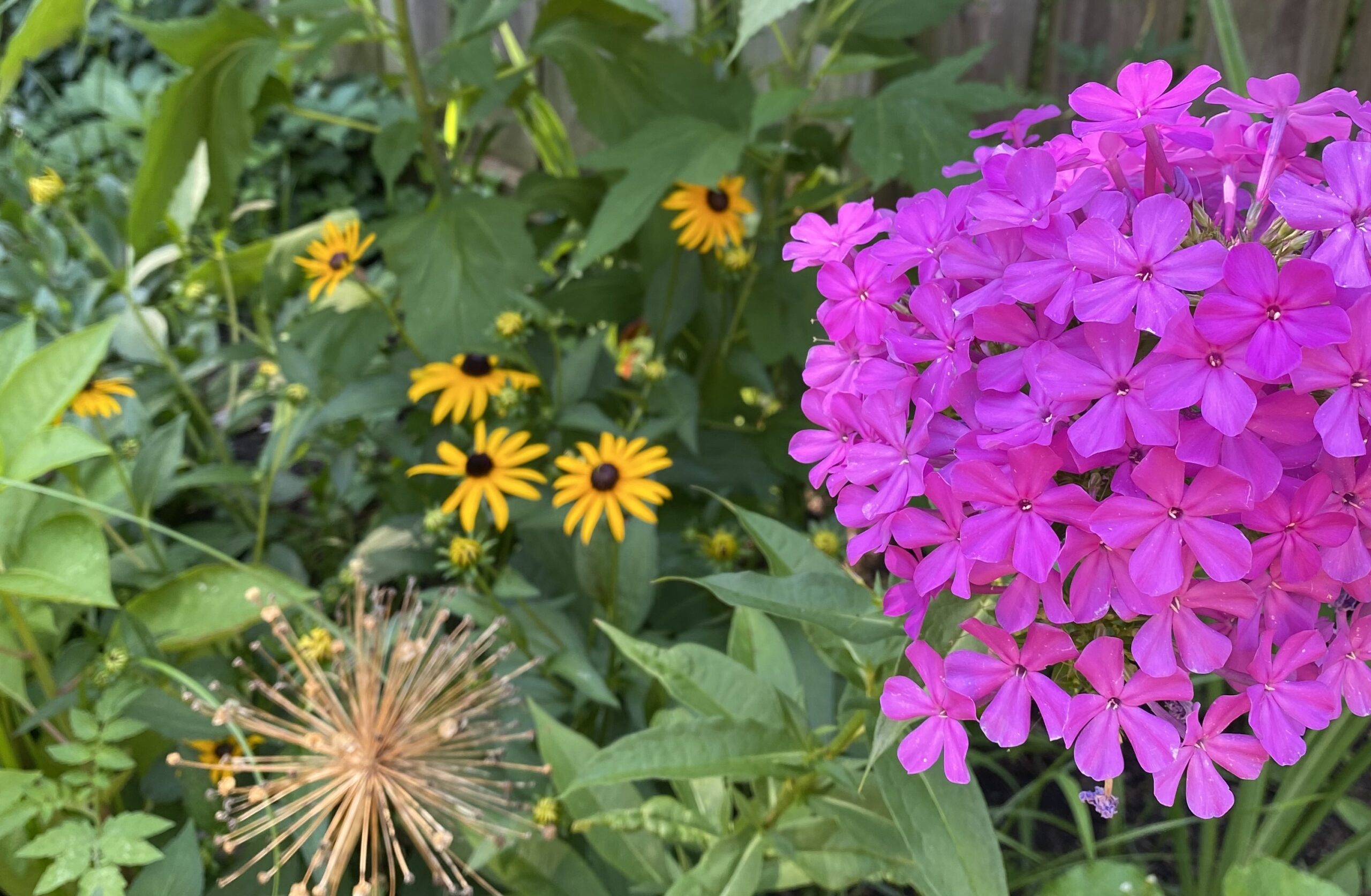 phlox, allium, and rudbeckia