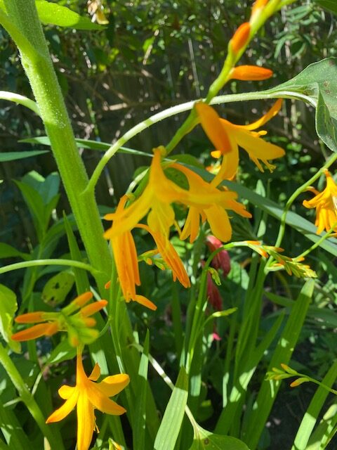 Gladiola cousin