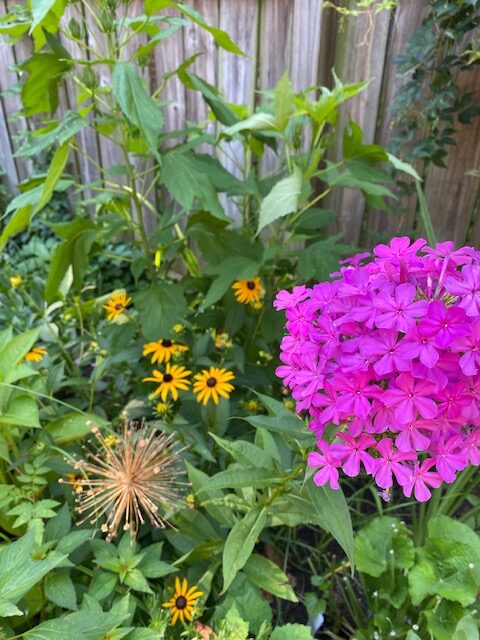 Phlox and rudbeckia