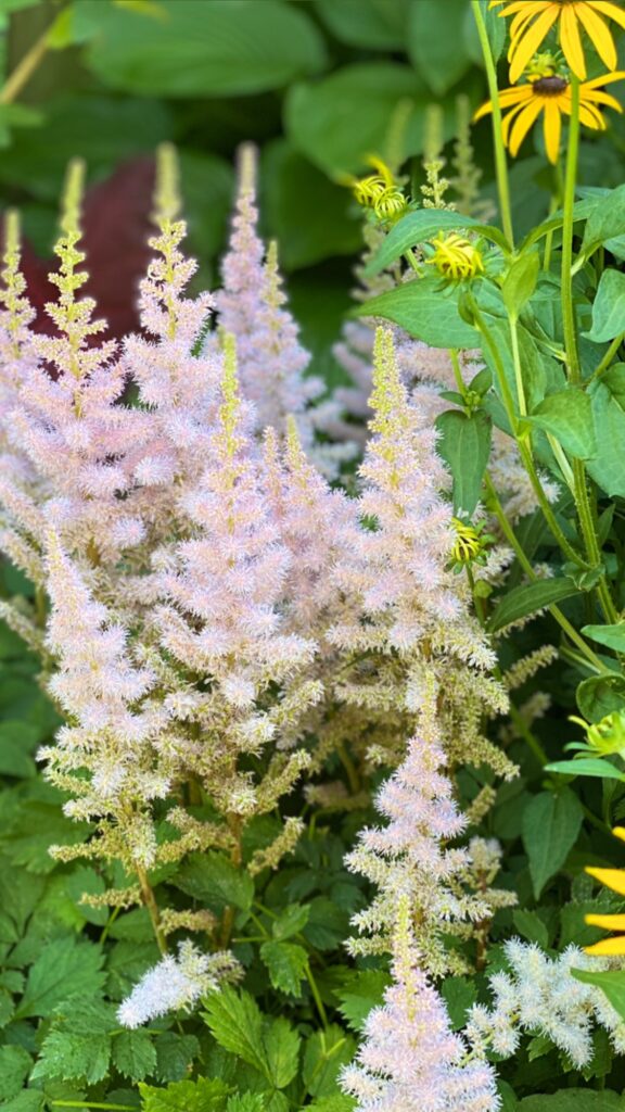 astilbe and brown eyed susans