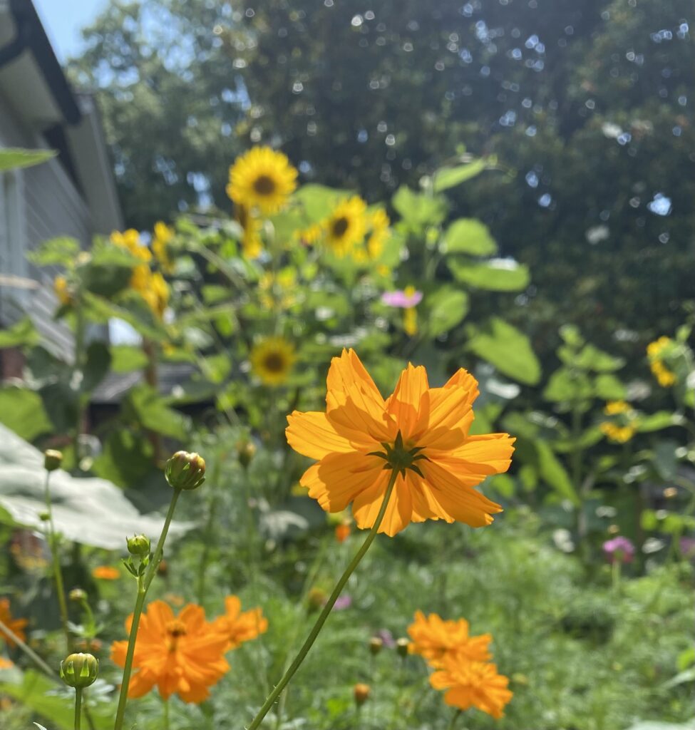 Sulfur cosmos and sunflowers