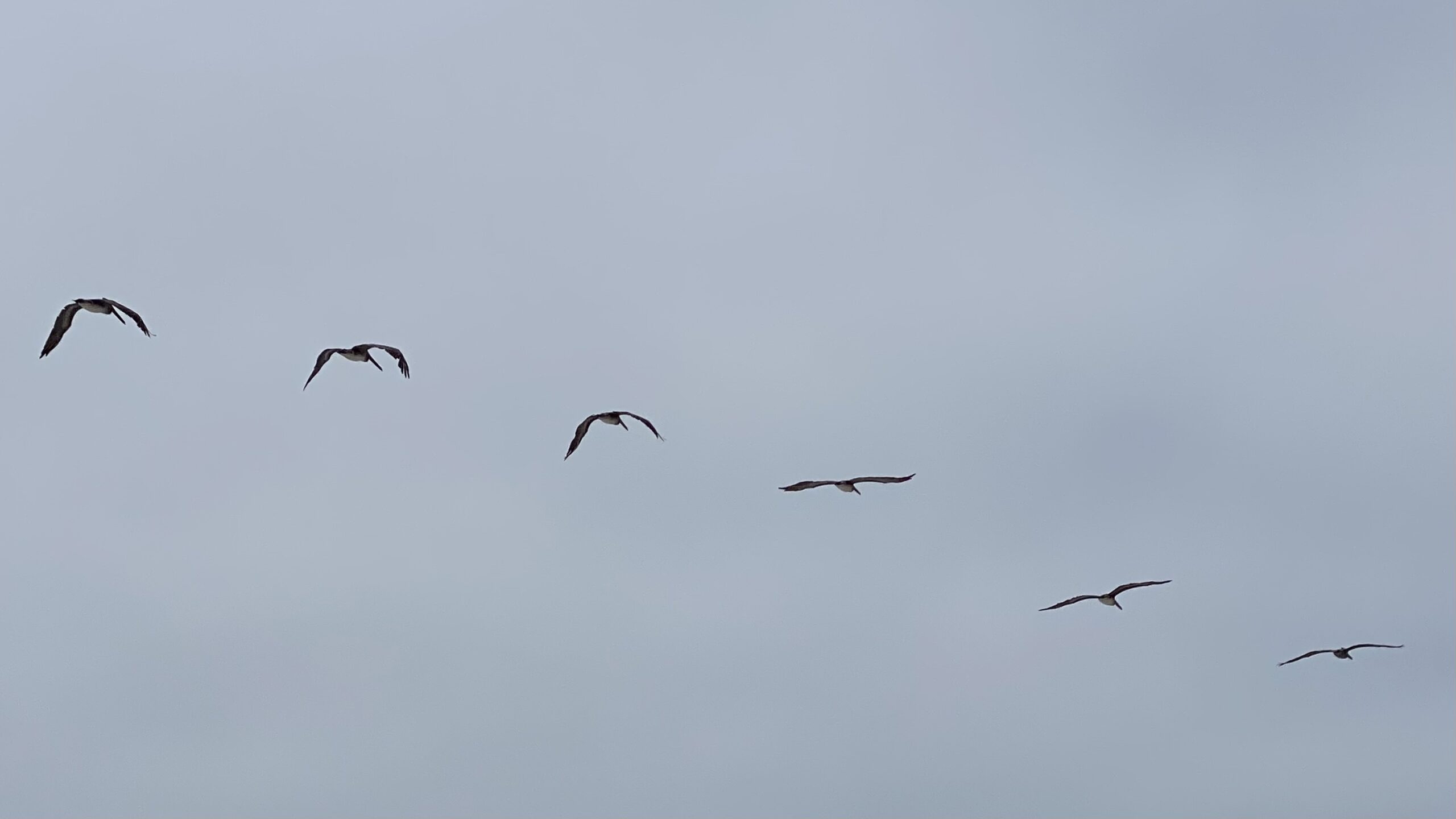 Pelicans in formation