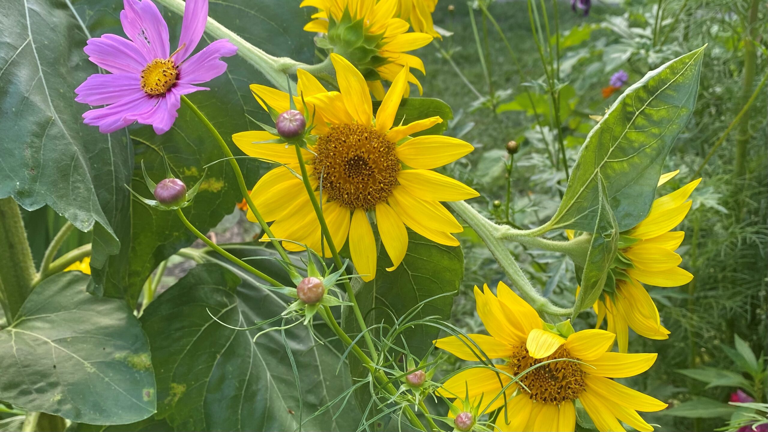 sunflowers and cosmos